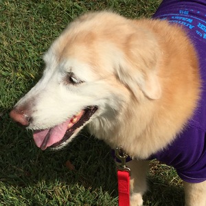 Fundraising Page: Janice Reissig